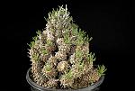Euphorbia multiceps H. Cm. 11 € 120,00